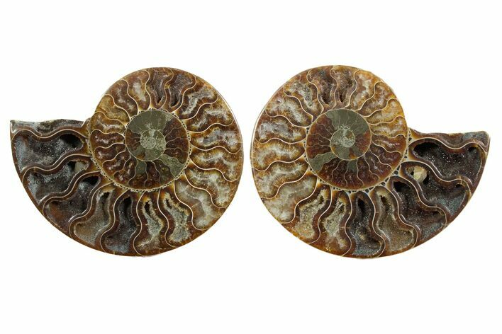 Cut & Polished, Agatized Ammonite Fossil - Madagascar #349007